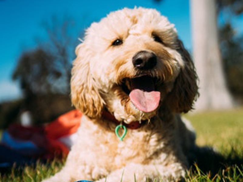 6 Best Dog Breeds for Young Singles