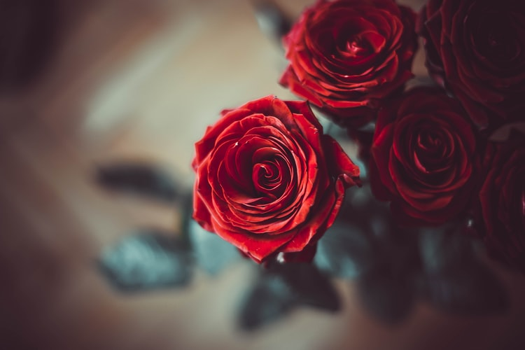 What different colored roses signify